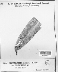 Pestalotia stellata image